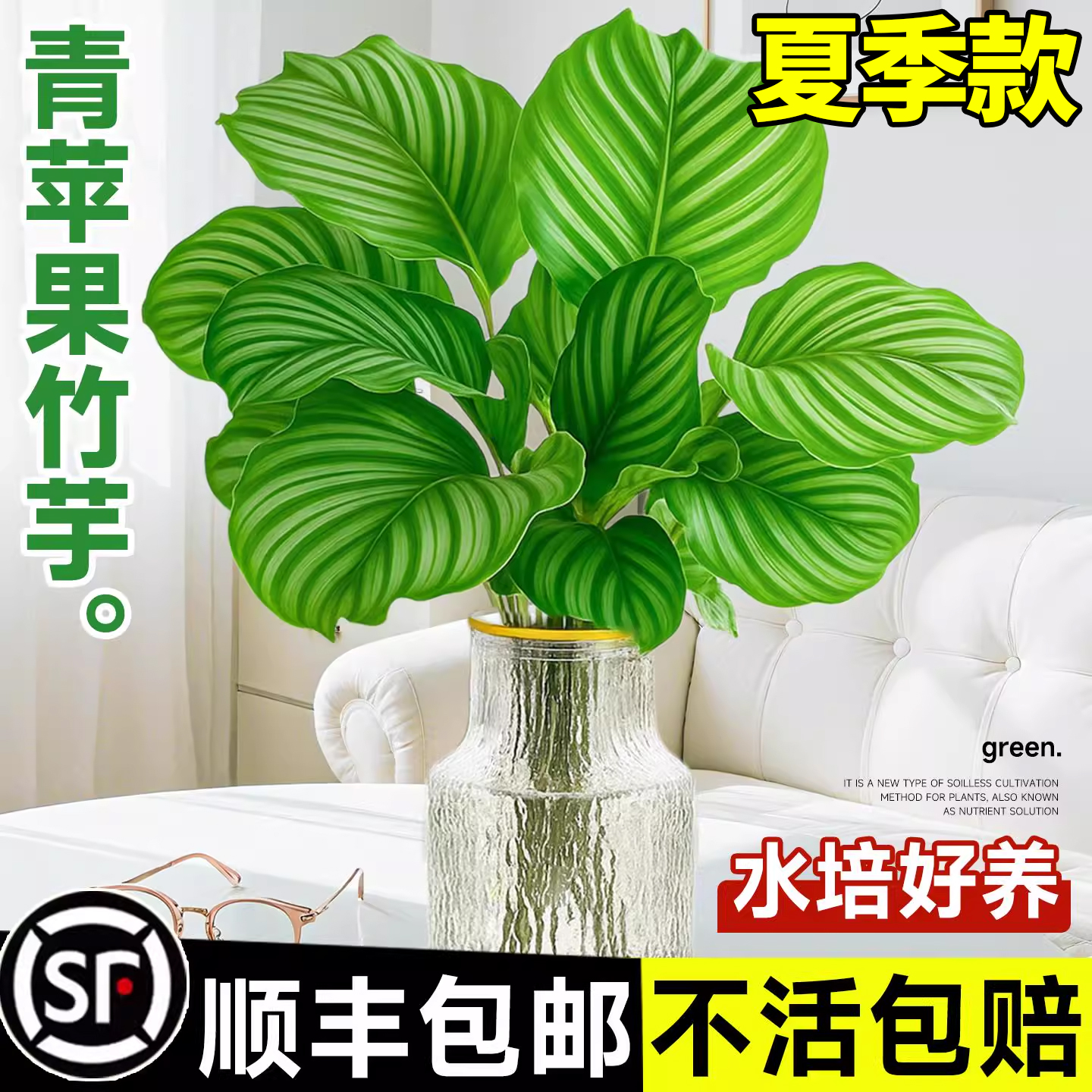 【夏季热销】青苹果竹芋水培植物