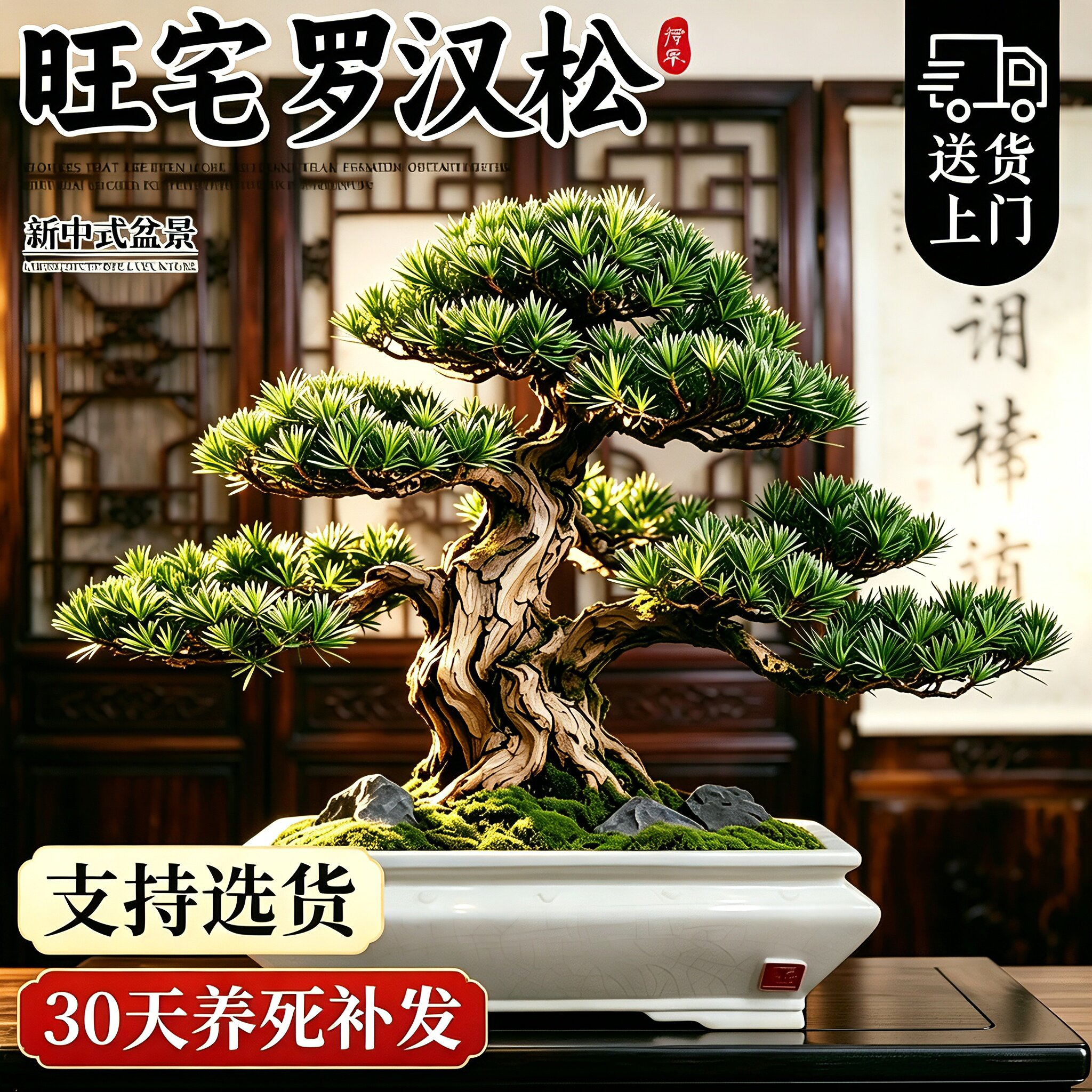 【全网热销10W+】正宗罗汉松盆景
