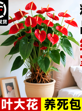 特大号红掌盆栽带花大叶大花客厅绿植室内好养植物办公室桌面花卉