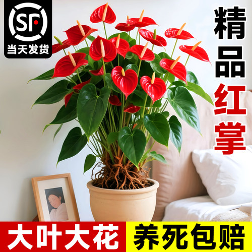 特大号红掌盆栽带花大叶大花客厅绿植室内好养植物办公室桌面花卉