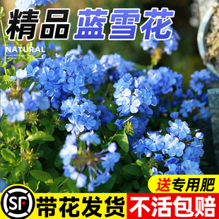 蓝雪花苗盆栽阳台花园庭院爬藤藤本观花耐热好易活花卉植物室内花
