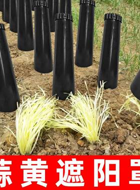 【家用优选】韭黄种植黑