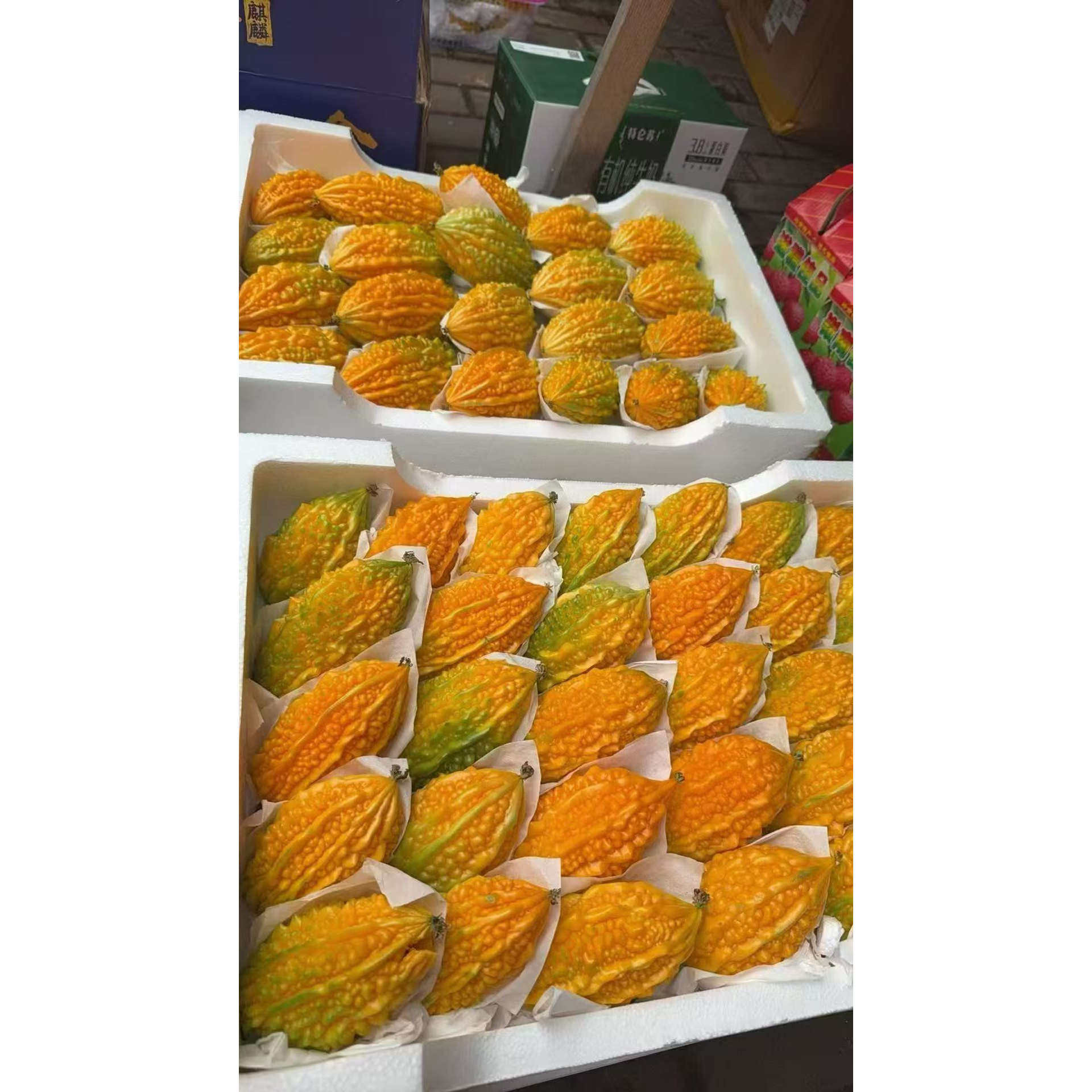 台州正宗特大赖葡萄超甜现摘新鲜水果金铃子小濑红娘低糖癞果果实