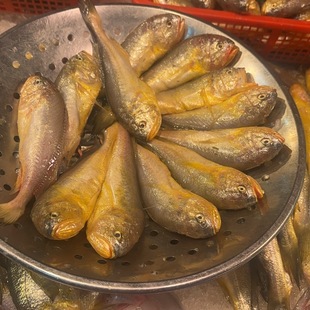 温岭当天梅童鱼一斤顺丰发货