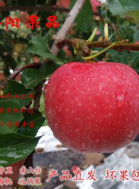 宁夏中卫沙坡头旱苹果嘎啦苹果