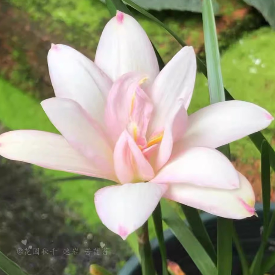 风雨兰胖丽丽 风雨兰种球 初恋开花种球 夏季开花球四季可种 鲜花速递/花卉仿真/绿植园艺 种球/裸根 原图主图