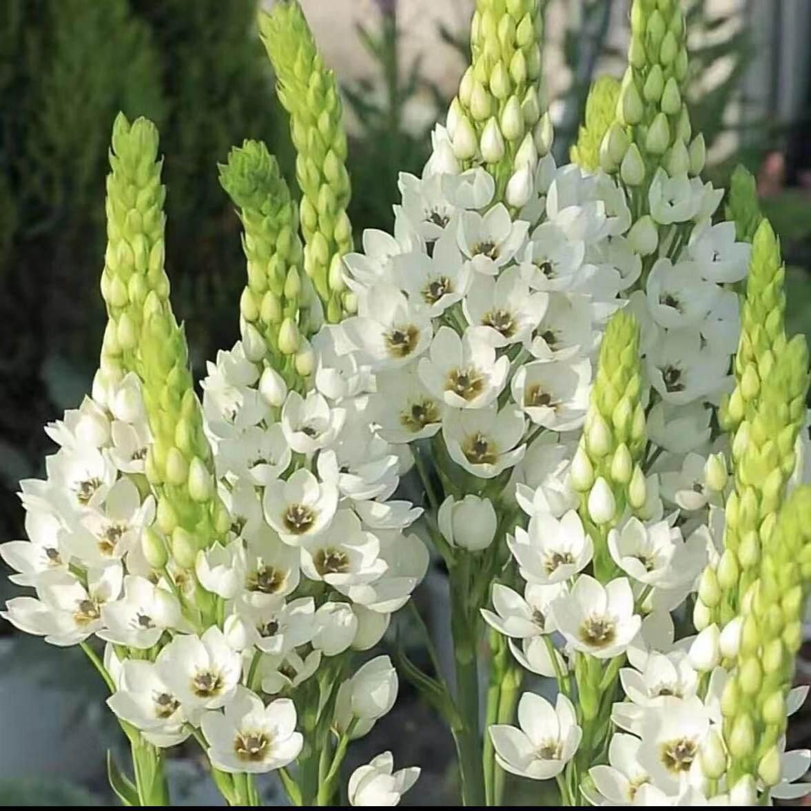 溪小姐秋天种植春天多年生