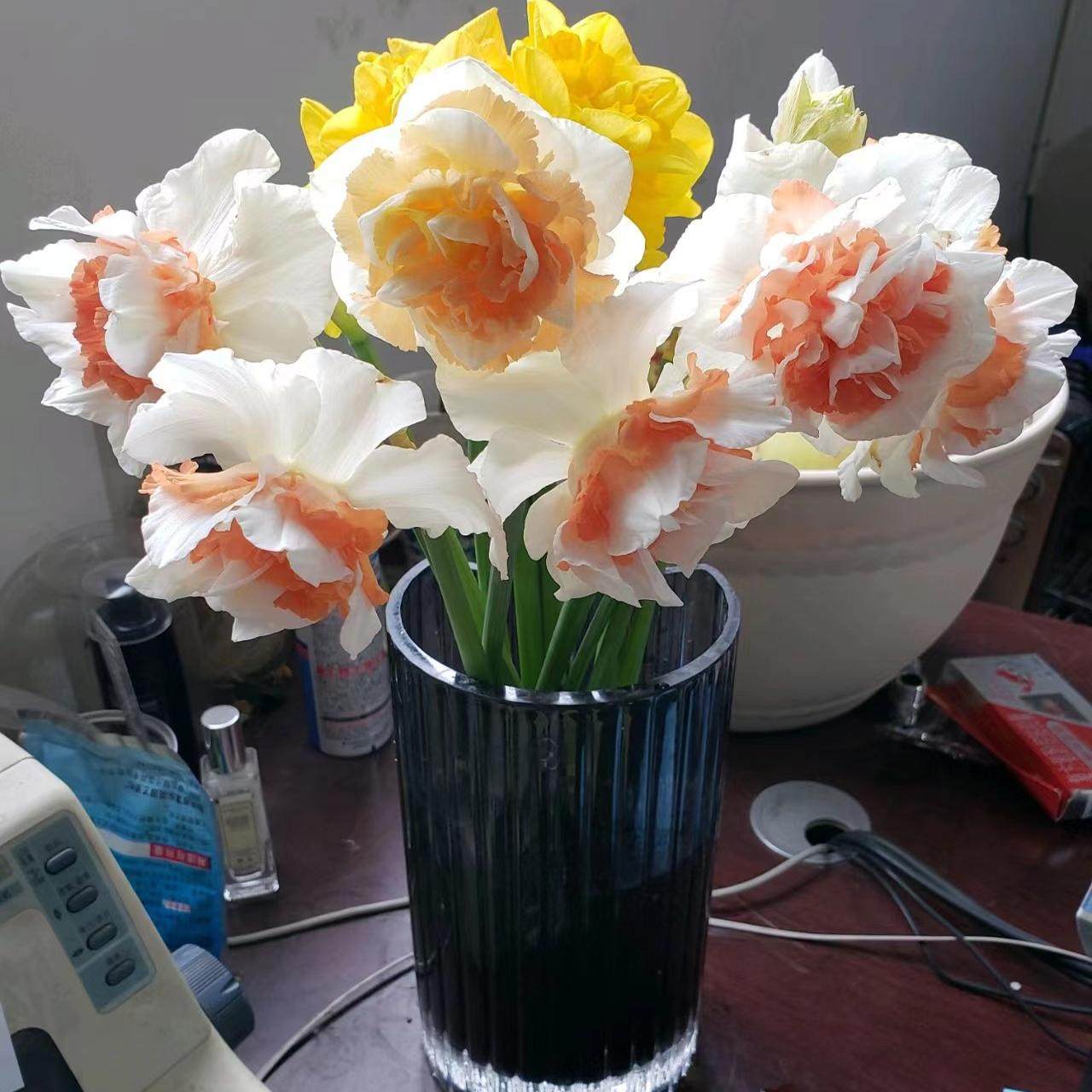 荷兰进口【洋水仙种球】重瓣有香味水培土培多年生粉色黄色,鲜花速递/花卉仿真/绿植园艺,种球/裸根,淘宝优惠券,粉丝福利购,淘宝优惠卷