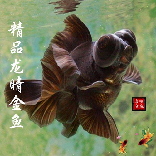 水族商品价格 水族商品图片 星期三