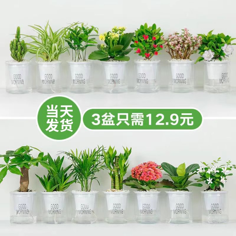 水培植物绿萝箩发财树多肉花卉绿植物室内小盆栽富贵竹文竹栀子花