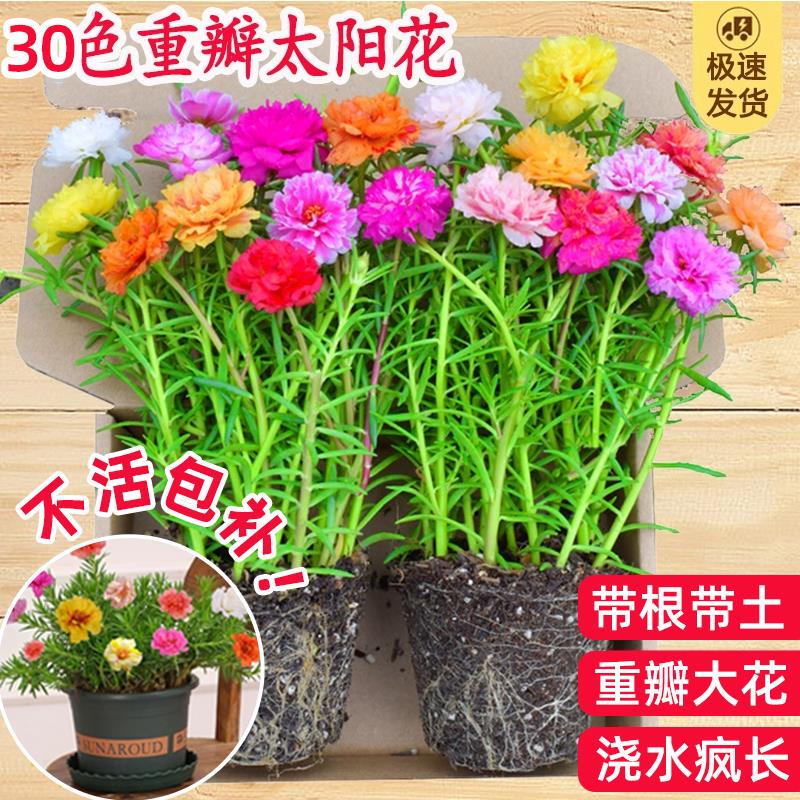 重瓣太阳花苗宿根枝条带根带花苞盆栽室内外好养开花花卉绿植喜阳