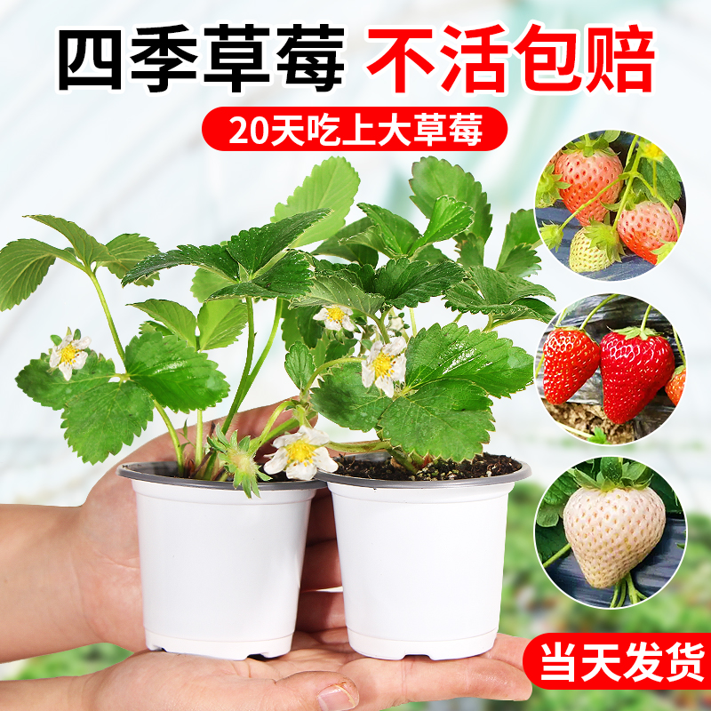 奶油草莓苗盆栽四季结果原土原盆新苗秧黑珍珠红颜丹东秋冬菜苗