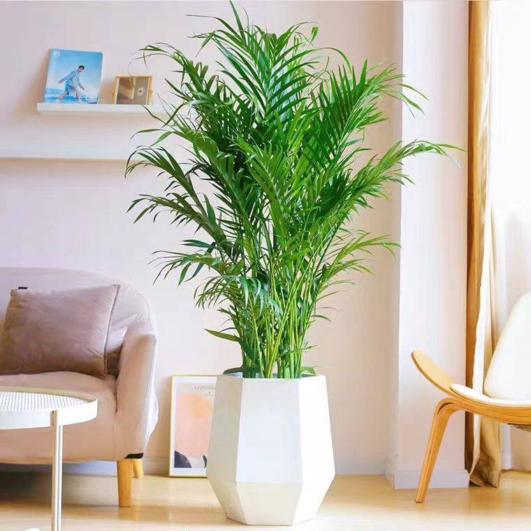 富贵椰子散尾葵北欧网红大型绿植室内客厅好养盆栽吸甲醛四季常青