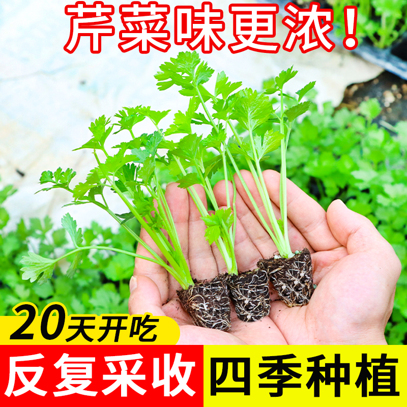 四季水果小香芹菜苗秧大培