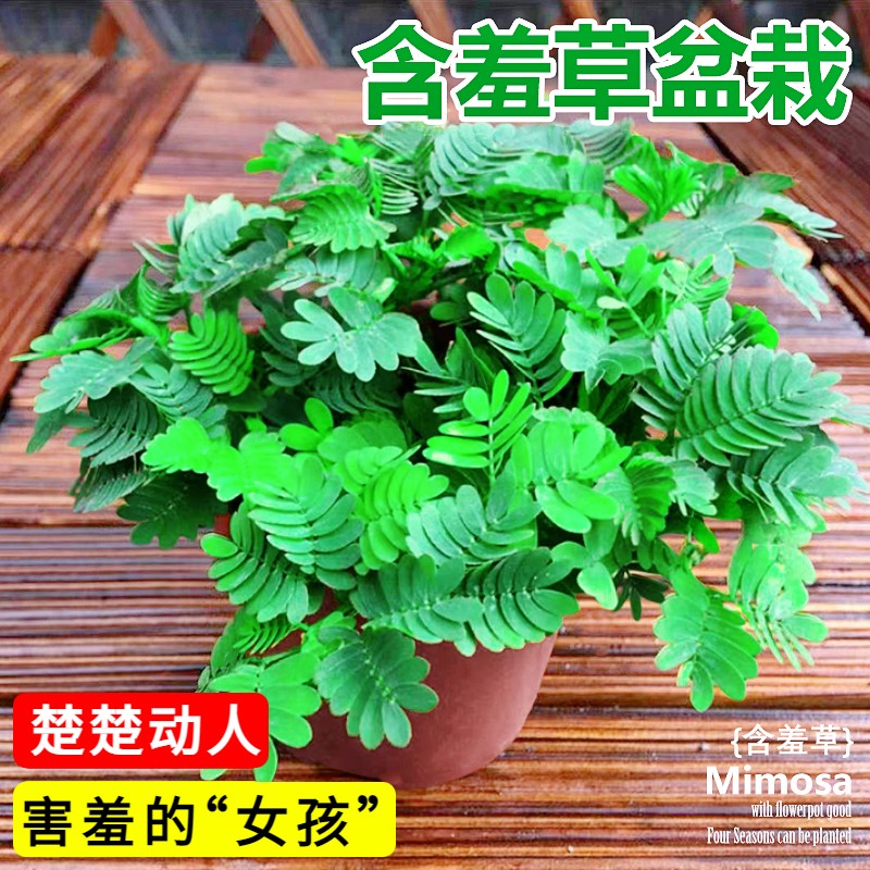 含羞草盆栽害羞草种子植物好养花