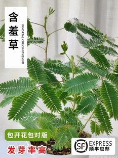 含羞草盆栽室内阳台小植物四季 常青害羞草怕羞草彩色花苗趣味植物