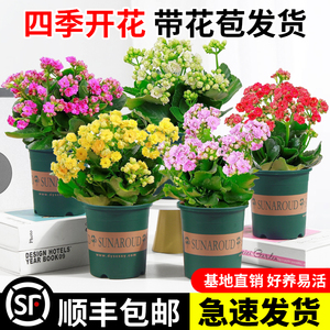 长寿花盆栽重瓣金狐狸大花带花苞花苗四季室内开花好养的花卉植物