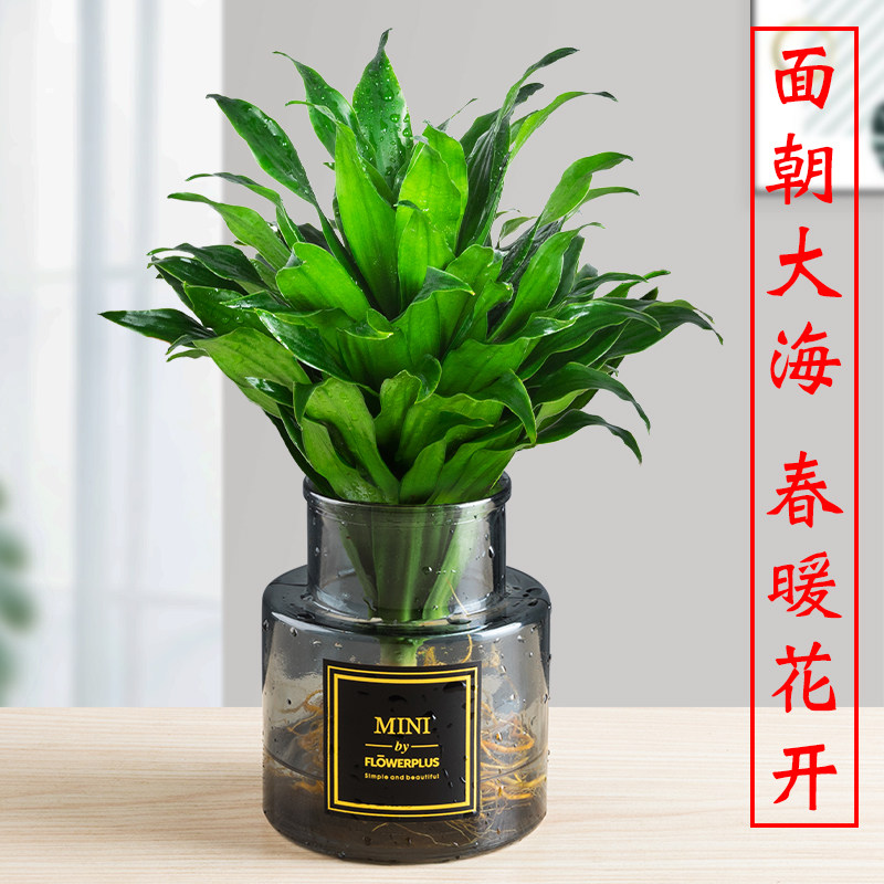 太阳神盆栽室内植物花净化空气水培绿植水养花卉四季常青好养易活