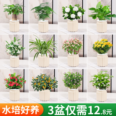 水培植物好养发财树盆栽绿萝箩