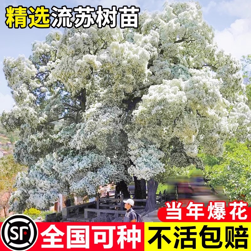 流苏树苗四月雪盆栽嫁接桂花树庭院浓香型梦幻流苏花油根子风景树