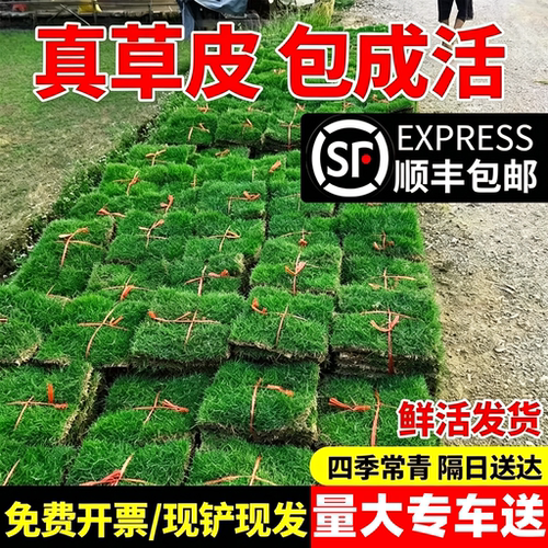 草皮真草坪带泥土别墅花园绿化