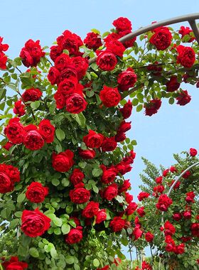 藤本月季花盆栽佛罗伦蒂娜四季玫瑰阳台围墙爬藤蔷薇花苗大花红色