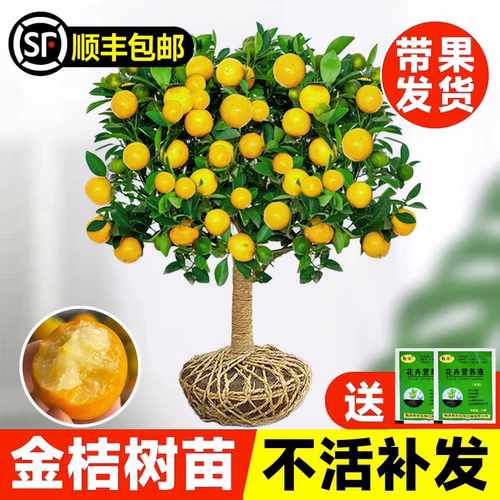 金桔树苗盆栽带果可食用脆皮庭院