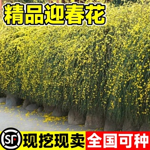迎春花树苗庭院探春花盆栽高产连翘攀援爬藤垂吊类花卉园林绿化苗