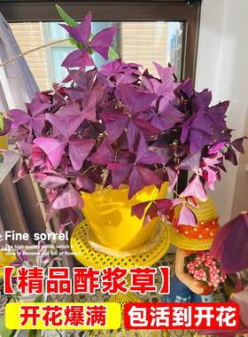 紫叶酢浆草种球根紫色浆草种子炸浆草花卉室内植物盆栽开花四季