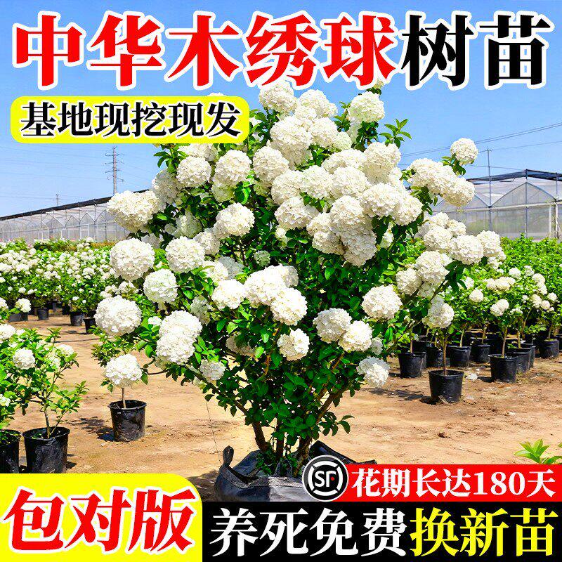中华木本绣球白麻球大花斗球庭院图片
