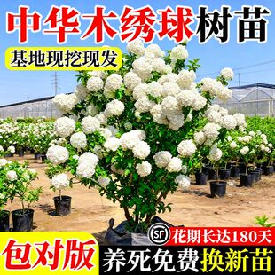 中华木本绣球树苗大花斗球白麻球苗庭院别墅耐寒盆栽风景树绣球花