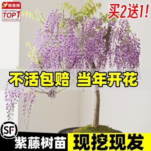 紫藤花树苗爬藤植物多花紫藤萝树苗阳台盆栽庭院老桩耐寒开花四季