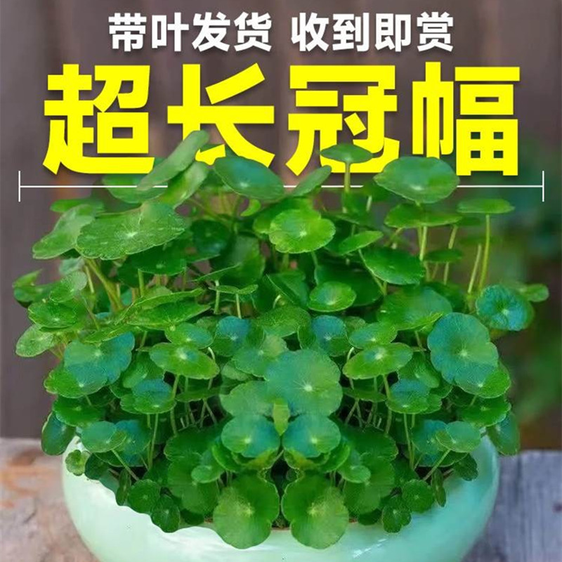 大叶子铜钱草水培植物盆栽室内客厅办公室水生水养植物金钱草好养