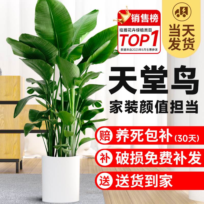 室内绿植客厅盆栽天堂鸟鹤望兰