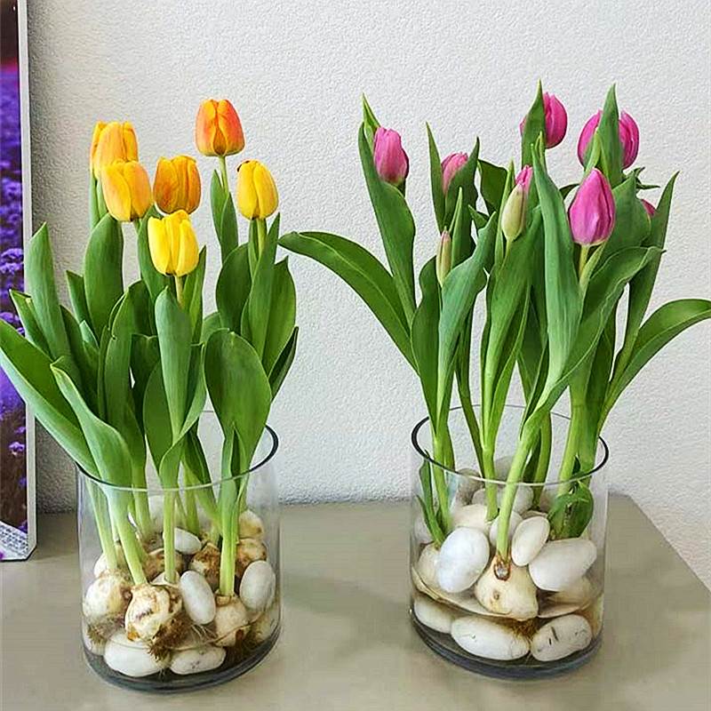 水培郁金香种球土培风信子
