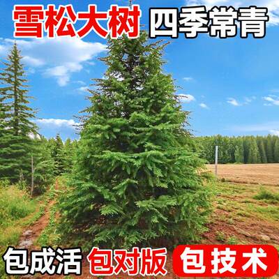雪松树苗四季常青耐寒耐旱