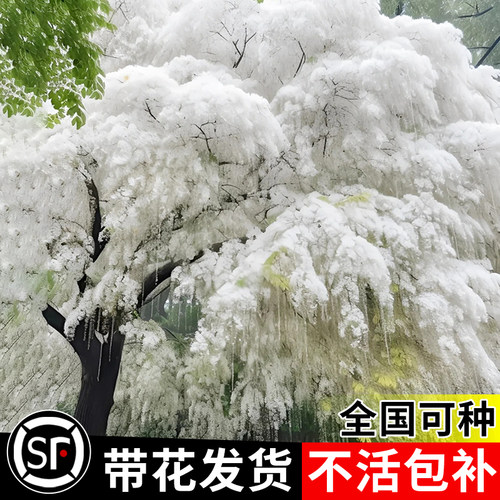 流苏树苗四月雪盆栽室外庭