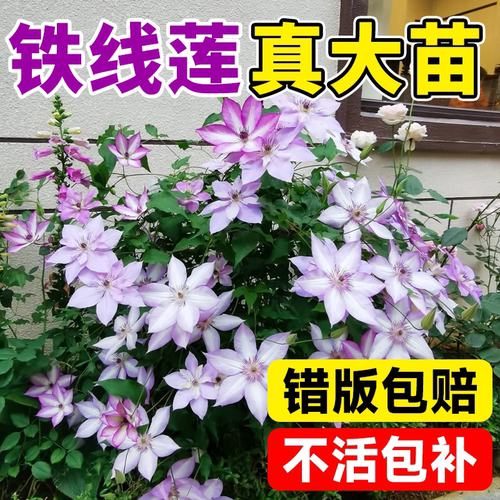 铁线莲大苗带花苞盆栽爬藤植物