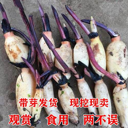 池塘大型观赏荷花藕苗水培