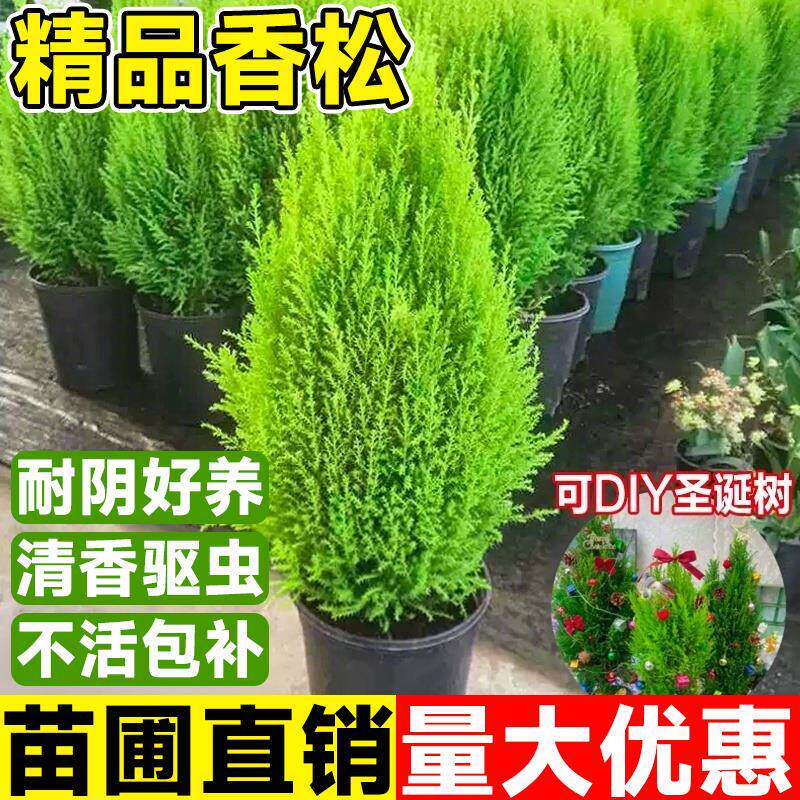 香松圣诞树盆栽大棒棒糖金冠柏耐寒自带香气新款真树节日装饰礼物