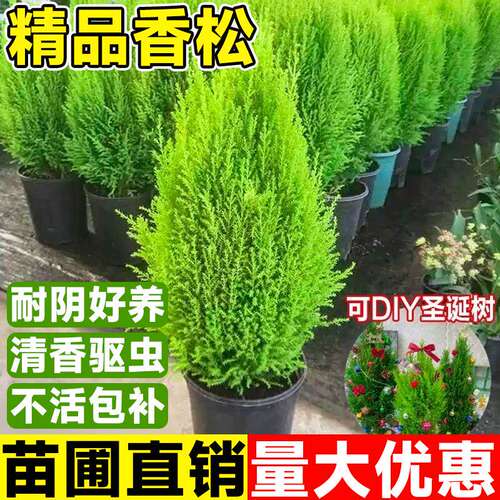 香松圣诞树盆栽大棒棒糖耐寒