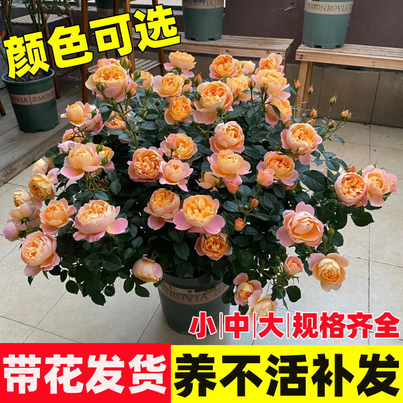 盆栽灌木果汁阳台月季花苗绿植