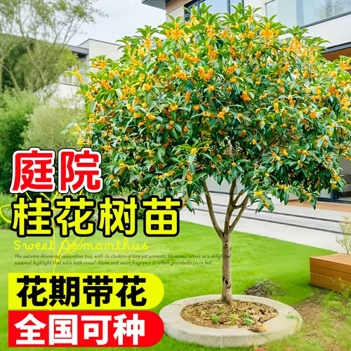 桂花树苗大树四季桂南北方种植