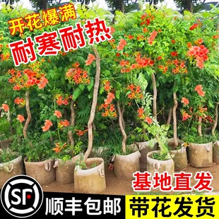 凌霄花爬藤大苗植物室外老桩树苗盆栽庭院耐寒四季花卉阳台炮仗花