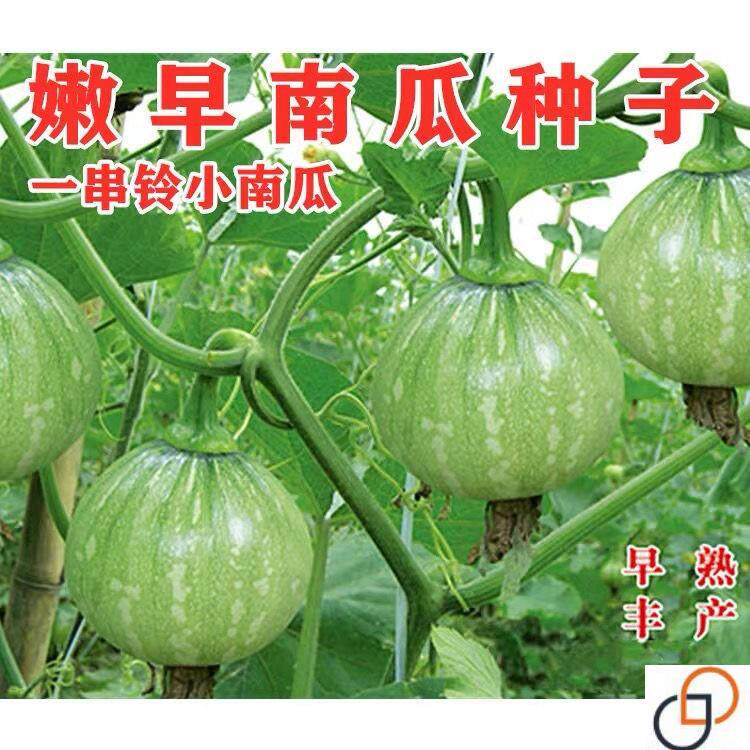 早熟嫩小南瓜种子 一串铃南瓜种籽 高产菜用青瓜春夏秋季易种蔬菜