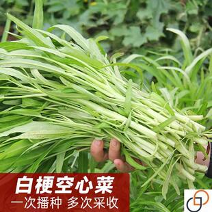 白梗柳叶空心菜种子种籽水培大叶通心菜青菜四季 蔬菜苗孑耐热雍菜