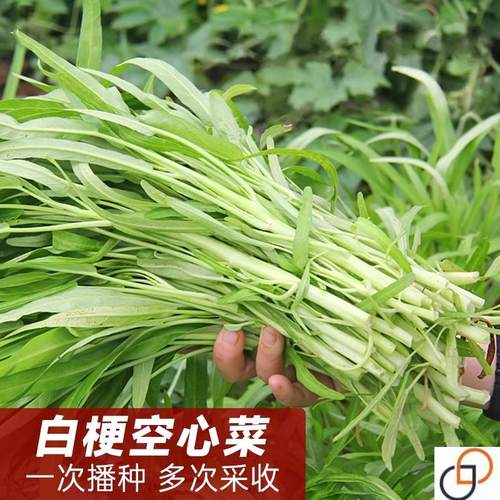 白梗柳叶空心菜种子种籽水培大叶通心菜青菜四季蔬菜苗孑耐热雍菜