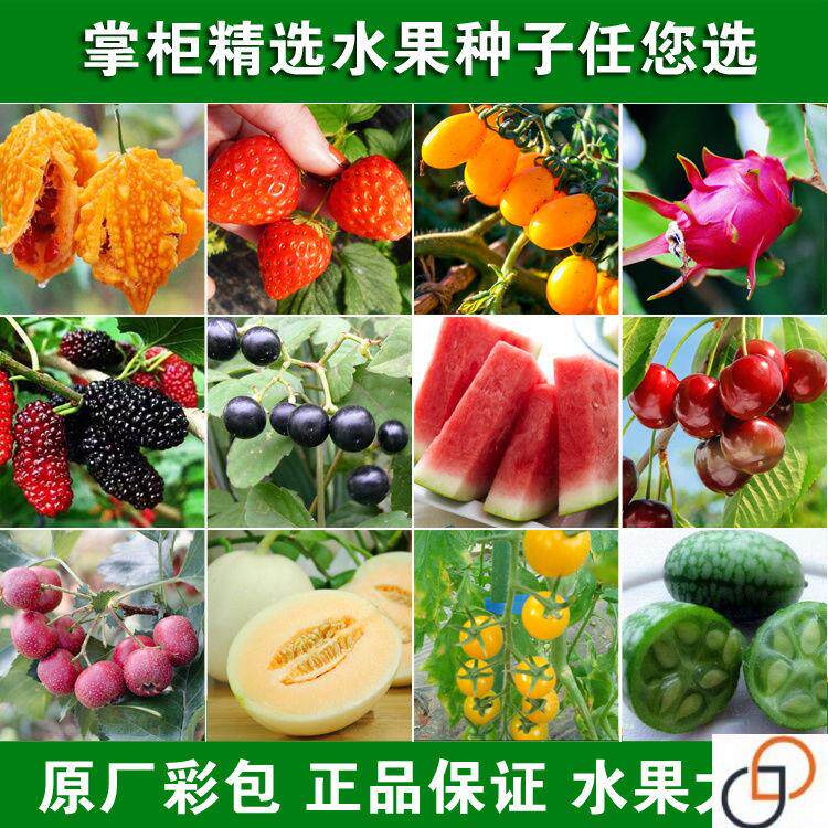 水果种子套餐草莓圣女果火龙果猕猴桃水果阳台种盆栽 农家田园春