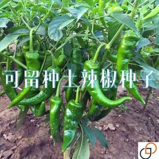 老品种土辣椒种子牛角椒湖南土辣椒 特辣薄皮青辣椒尖椒圆椒种子