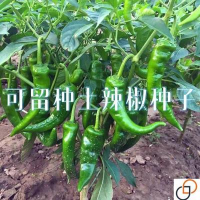 老品种土辣椒种子牛角椒湖南土辣椒 特辣薄皮青辣椒尖椒圆椒种子